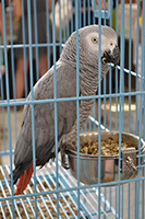 Большие попугаи, фото 2