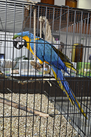 Большие попугаи, фото 3