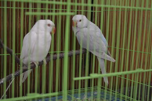 Птицы в музее, фото 1