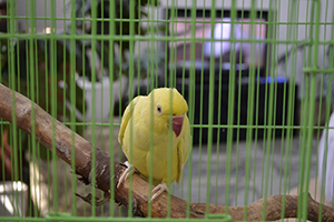 Птицы в музее, фото 2