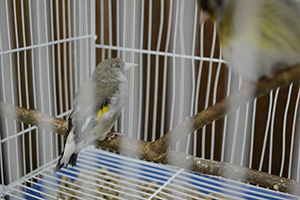Птицы в музее, фото 4