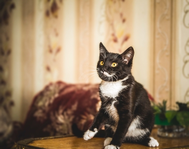 Симпатичный котёнок ищет дом!, фото 3