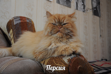 Кошечка Персия ищет дом