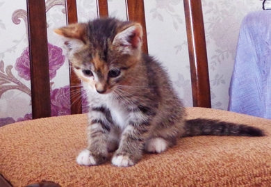 Очаровательный котёнок в ответственные руки., фото 2