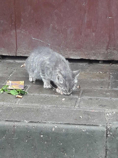 Котята нуждаются в ДОМЕ!!!
