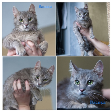 ищет дом замечательный Васька