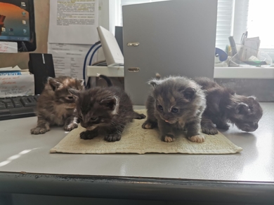 4 котёнка ищут дом!