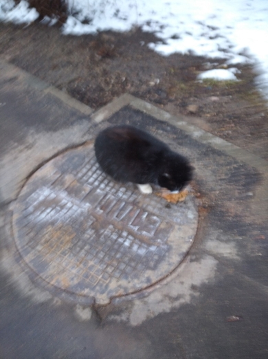 ктопотерял котика