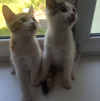 Котёнок в добрые руки!