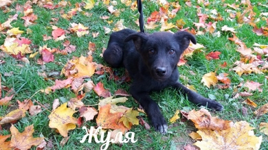 Сестрички Жуля и Жози ищут дом!!!, фото 2