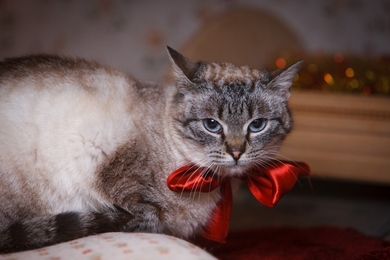 Красивая кошечка Люси в поисках дома