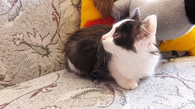 Замечательные котята в добрые ручки