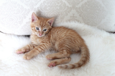 Красивый рыжий котёнок в хорошие руки., фото 2