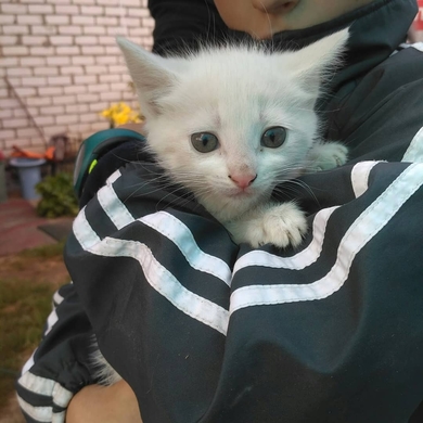 Красивые котята в дар