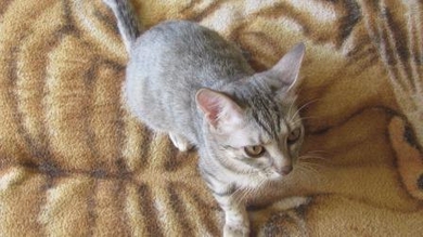 Котёнок - подросток в добрые руки.