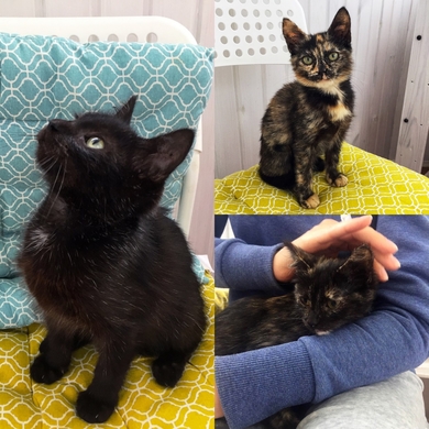 Котята ищут дом!