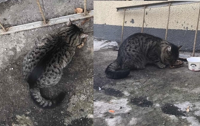 Минск. Кот ищет старых/новых хозяев. Найден кот, фото 2