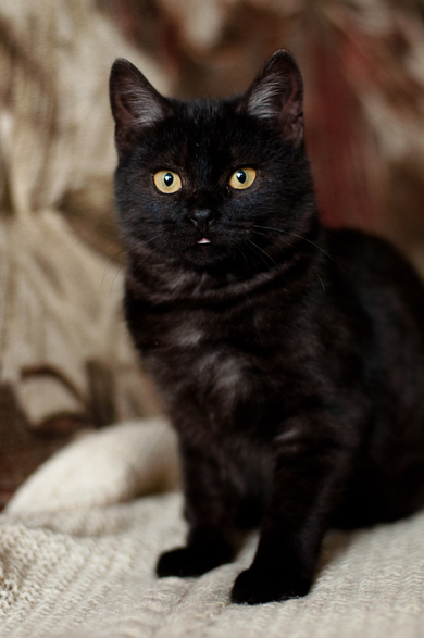 ЛИАМ котенок в дар, фото 4