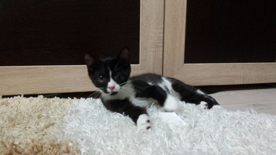 Отдается в добрые и ответственные руки котёнок Пират., фото 3