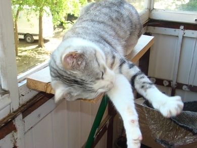 Отдается прекрасный котик., фото 3