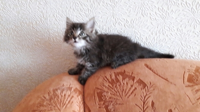 Котёнок в добрые руки!