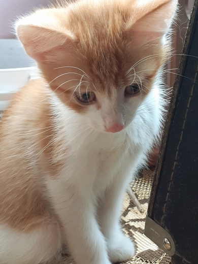 Маленькие котята ищут дом, фото 2