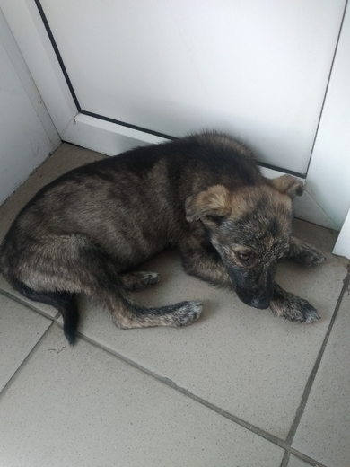 Требуется очень срочно дом щенку