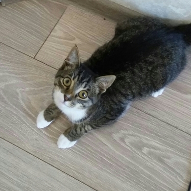Котенок-мальчик