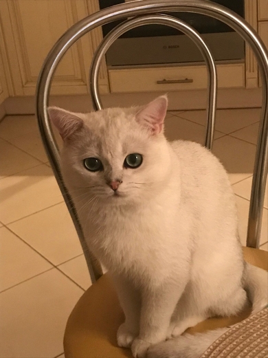 Потерялся белый кот, фото 1