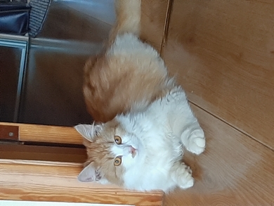 Найден пушистый бело-рыжий котик, фото 1