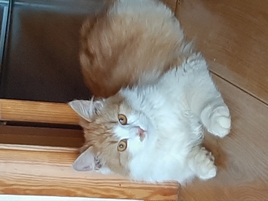 Найден пушистый бело-рыжий кот, фото 1