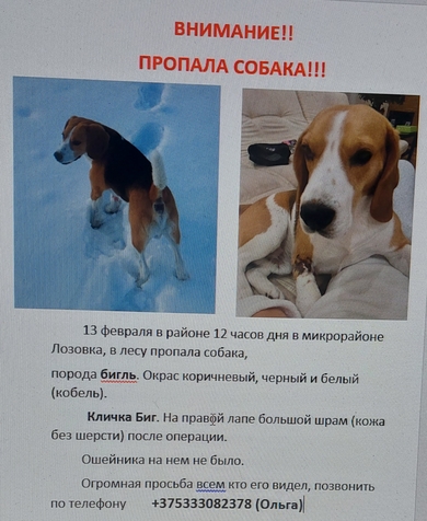 Пропала собака Бигль. Полоцк/Новополоцк, фото 4
