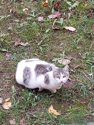 Беременная кошка живёт во дворе. Нужна помощь.