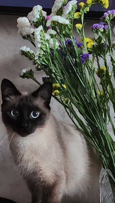 Пропала Кошка
