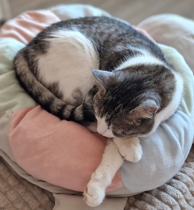 Потерялась кошка Плюша!, фото 3