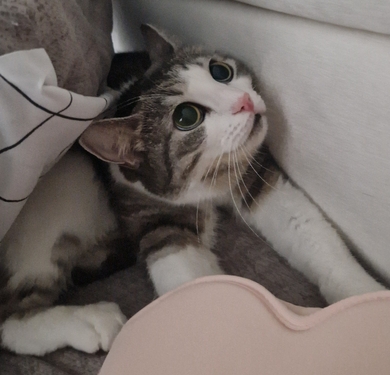 Потерялась кошка Плюша!, фото 4