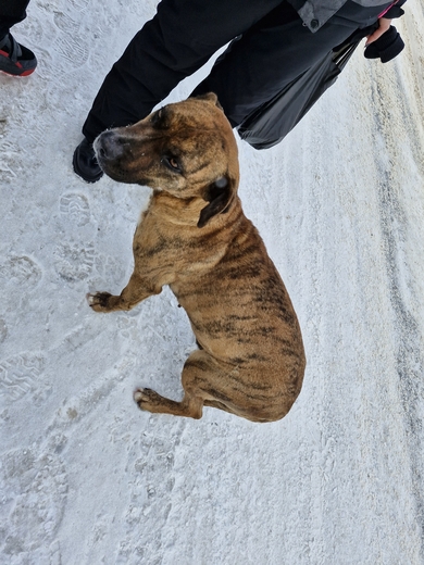 Собака девочка, фото 4