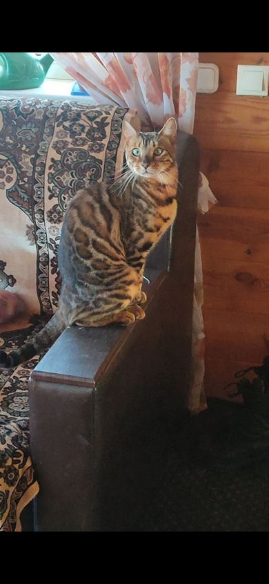Пропал кот