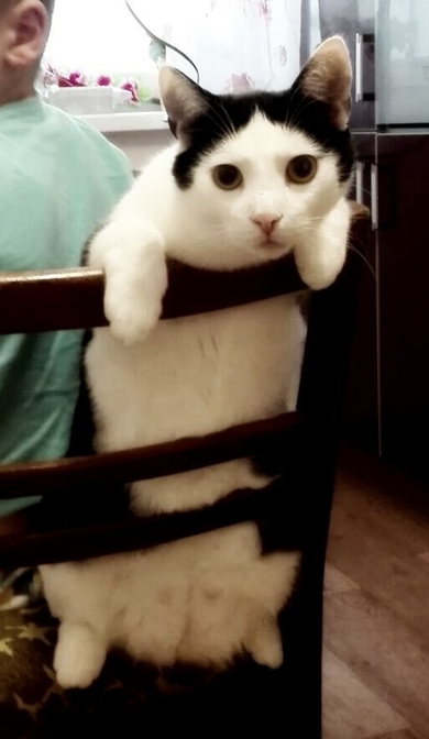 Ищет дом замечательный молодой кот Феликс., фото 3