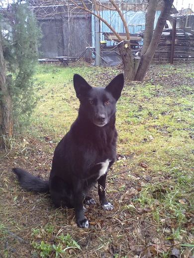 Найдена собака (сука) черного окраса в Добрушком районе., фото 1