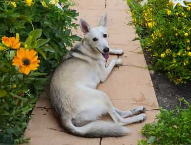 Очаровательная молодая собака Баджи в дар, фото 2