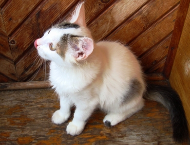 Котёнок в дар, фото 3