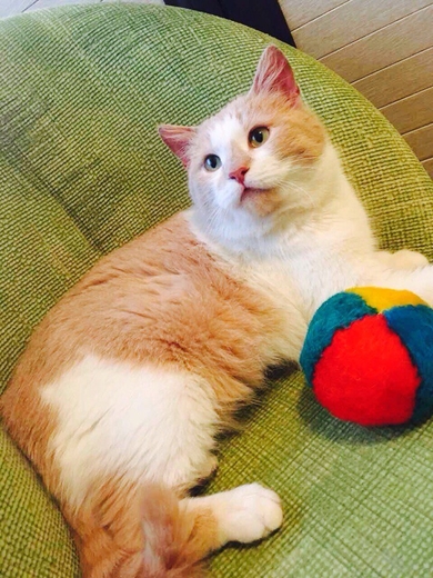 Плюшевая кошечка