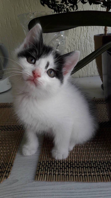 Котёнок в добрые руки!, фото 2