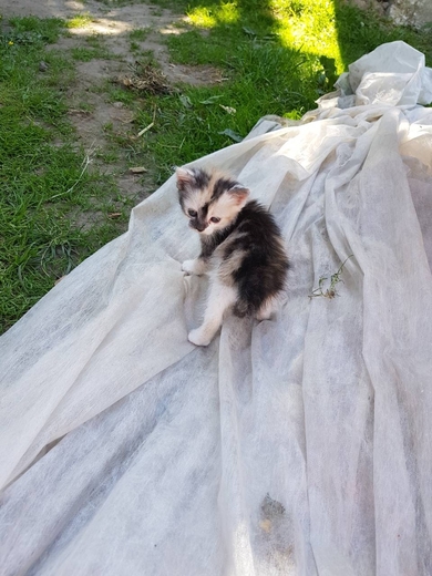 Срочно нужен дом или передержка маленькому котенку, фото 2