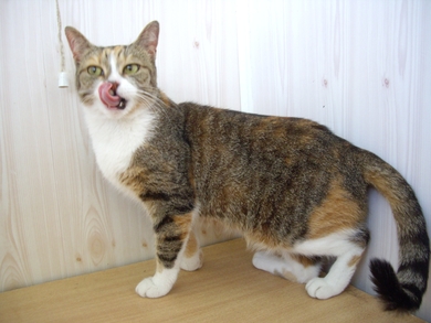 Молодая кошечка Марфа., фото 4