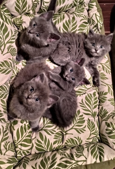 Красивые котята, фото 2