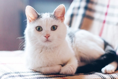Кошка Белоснежка ищет своего человека!, фото 3