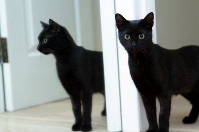 Ласковая черненькая кошечка Мия срочно ищет дом, фото 3