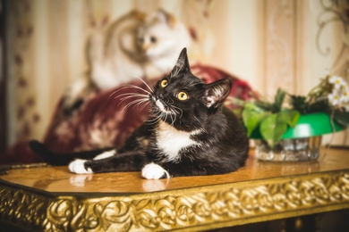 Симпатичный котёнок ищет дом!, фото 4